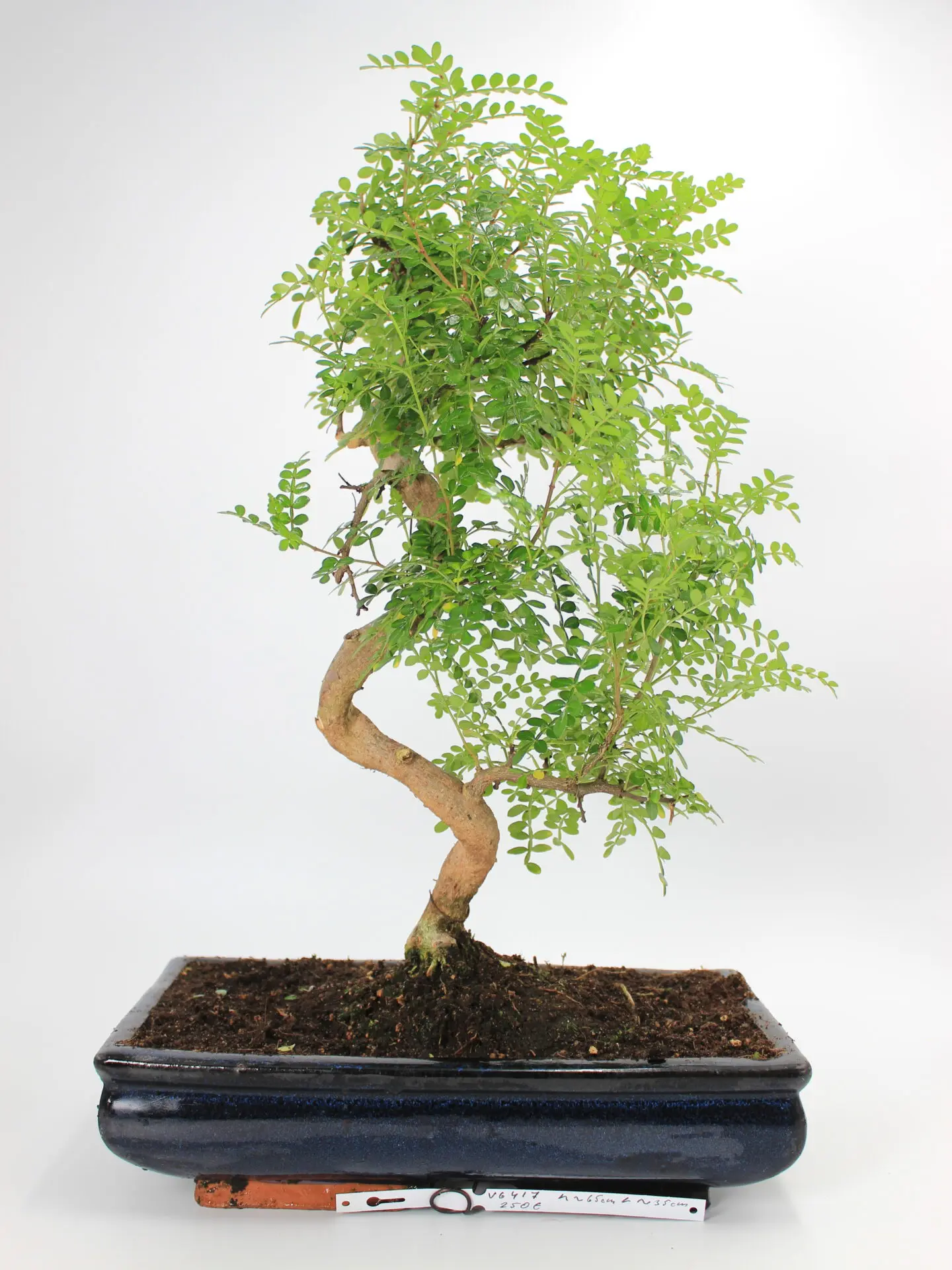 Zanthoxylum bonsai