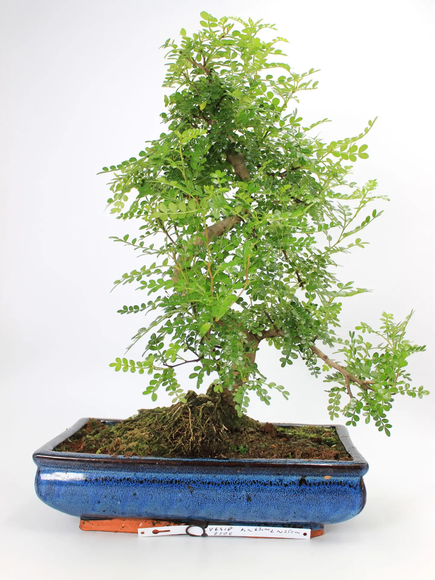 Zanthoxylum bonsai