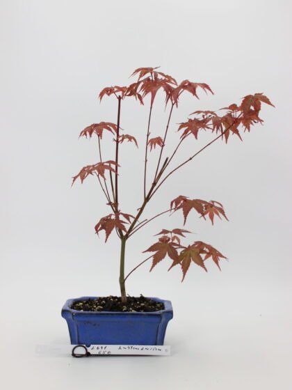 Acer palmatum beni maiko