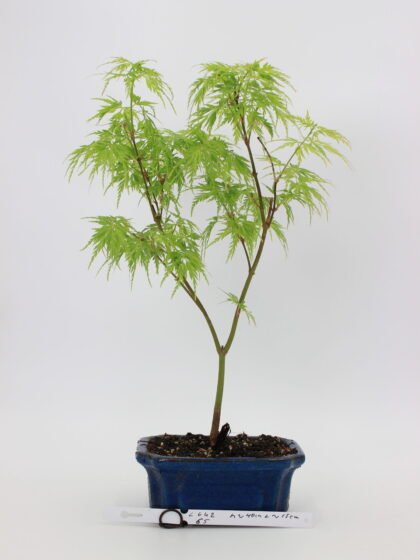 Acer palmatum seiryu