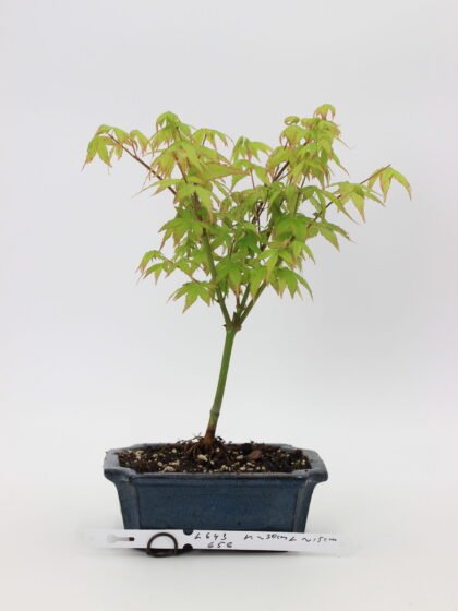 Acer palmatum little princess