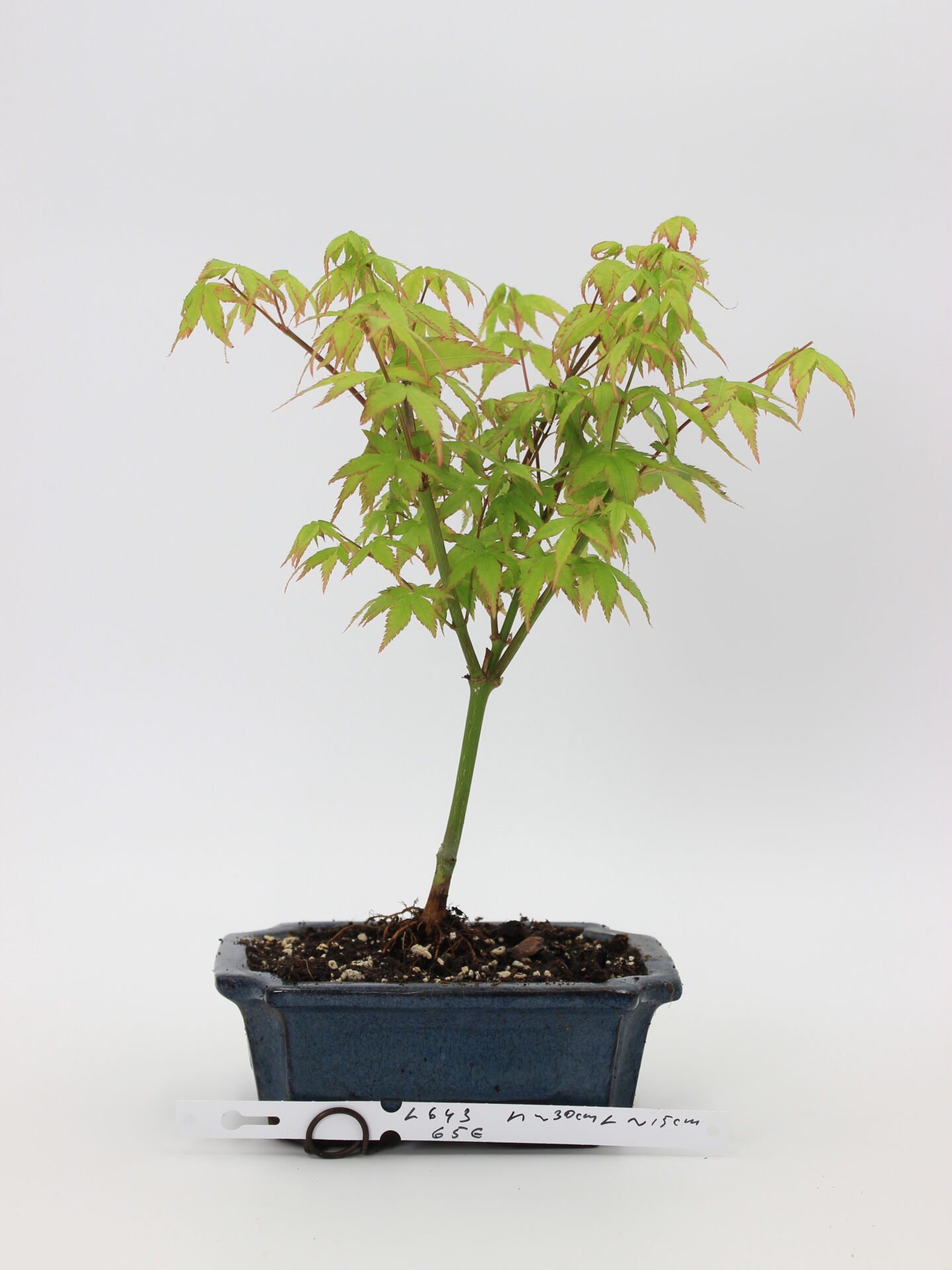 Acer palmatum little princess