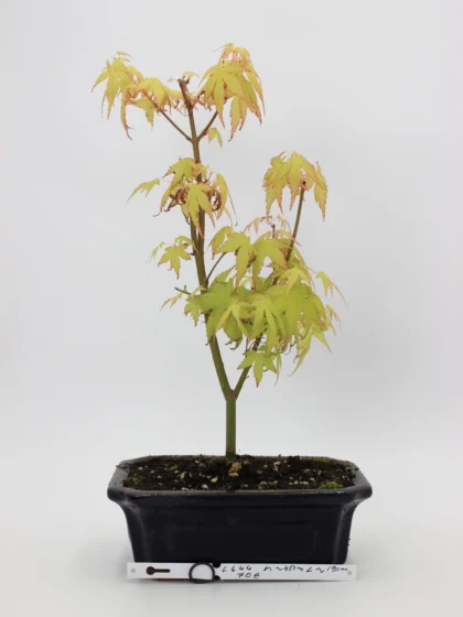 Acer palmatum katsura