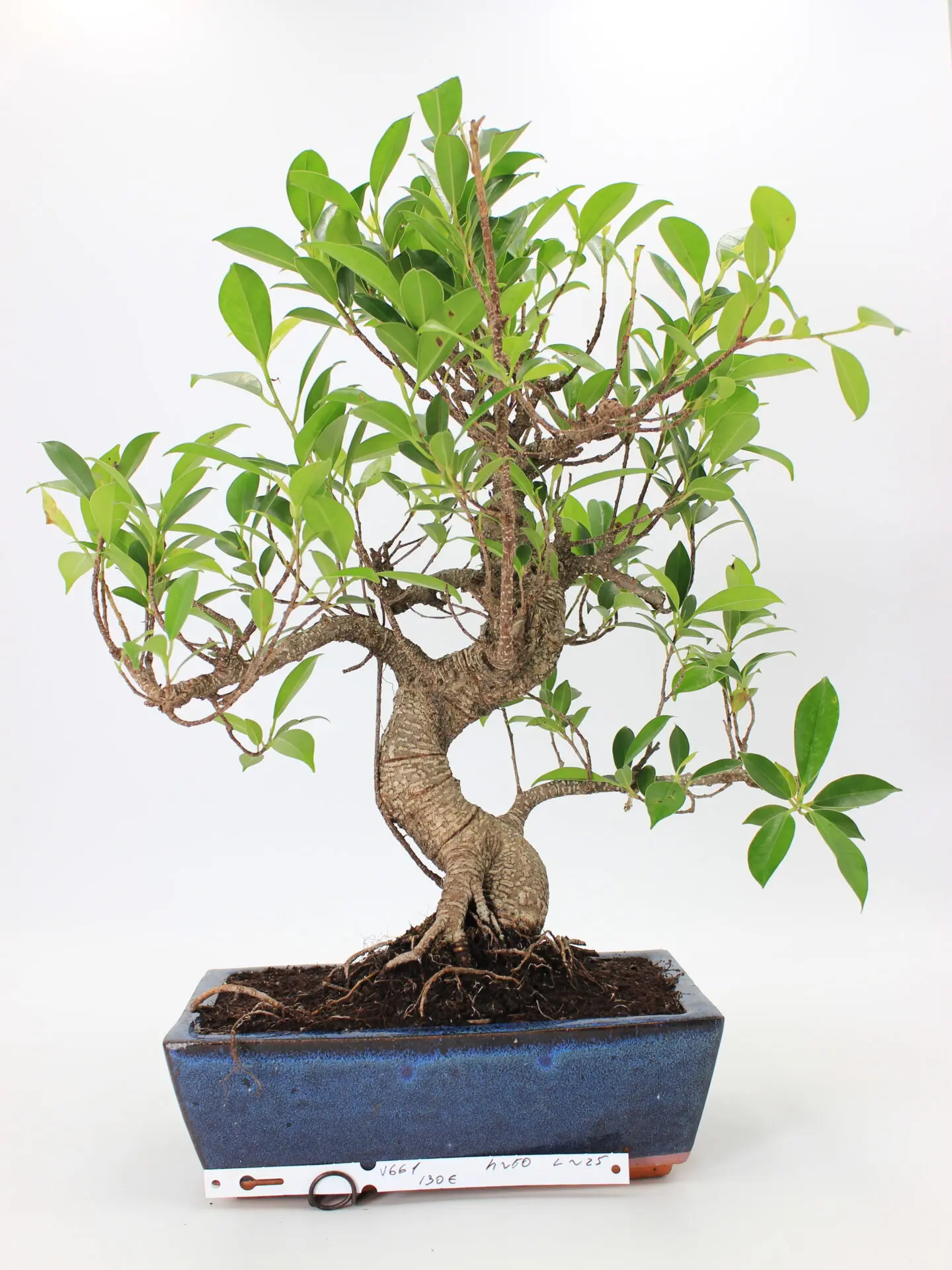 Ficus retusa