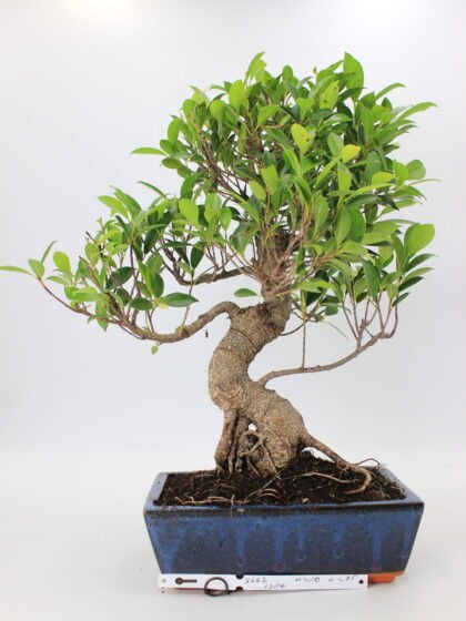 Ficus retusa