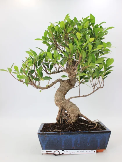 Ficus retusa
