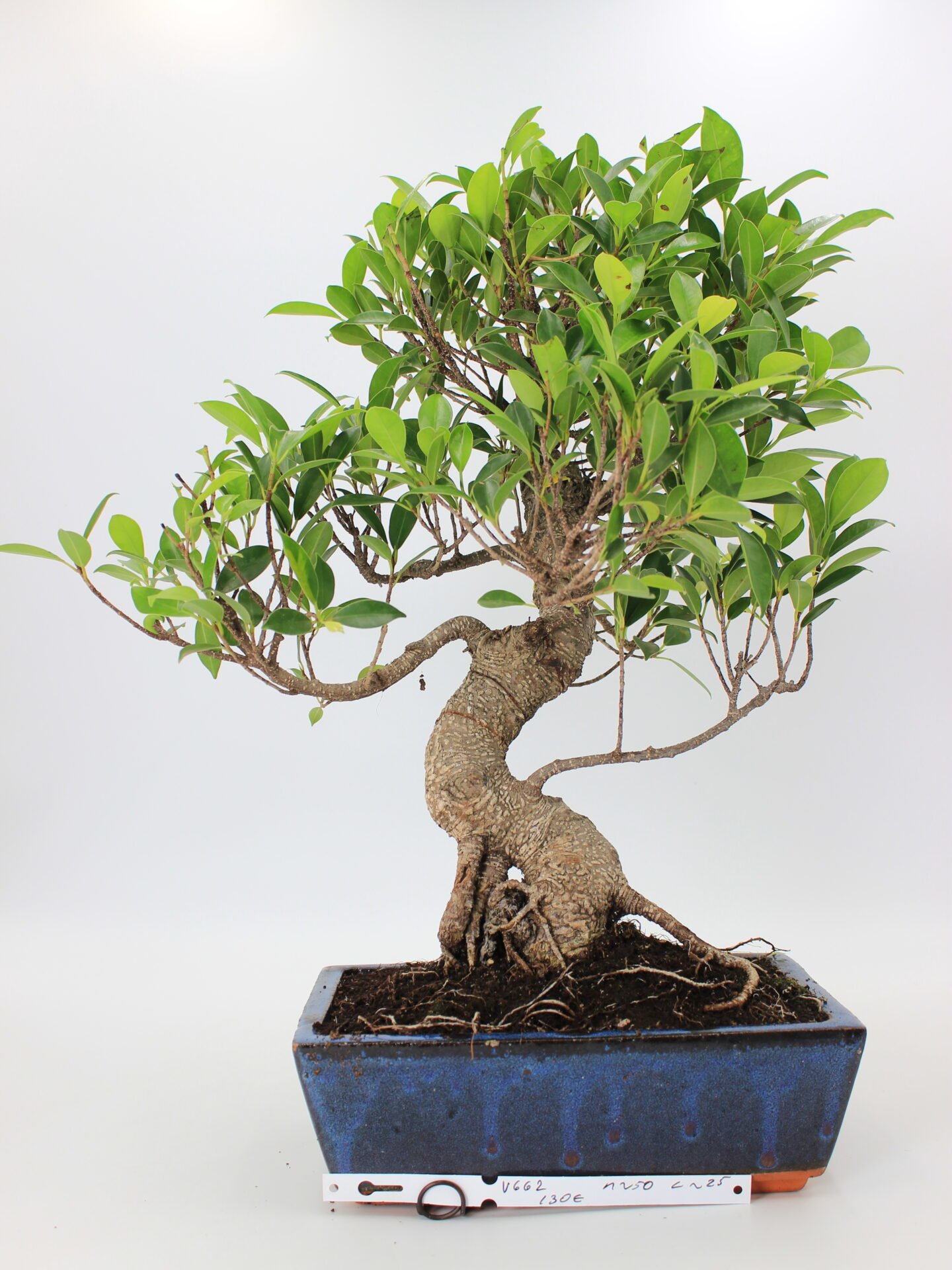 Ficus retusa