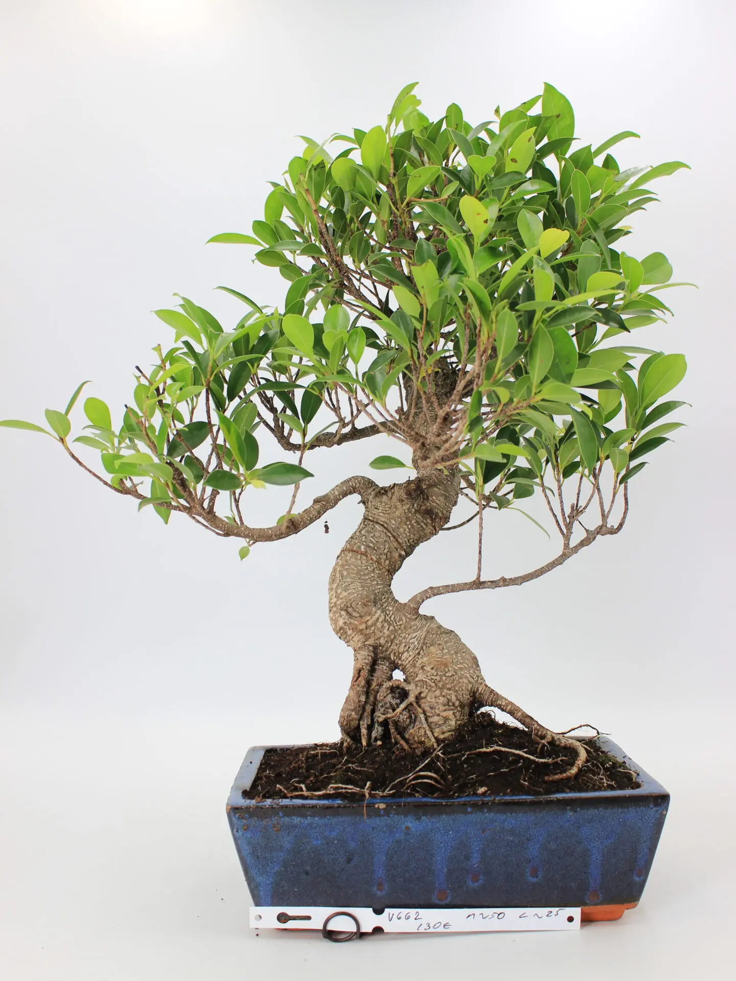 Ficus retusa