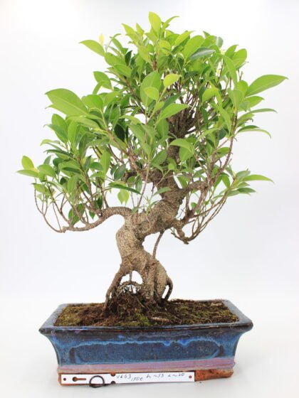 Ficus retusa