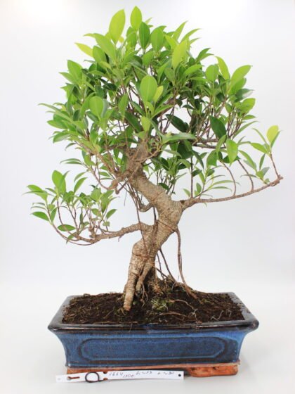 Ficus retusa