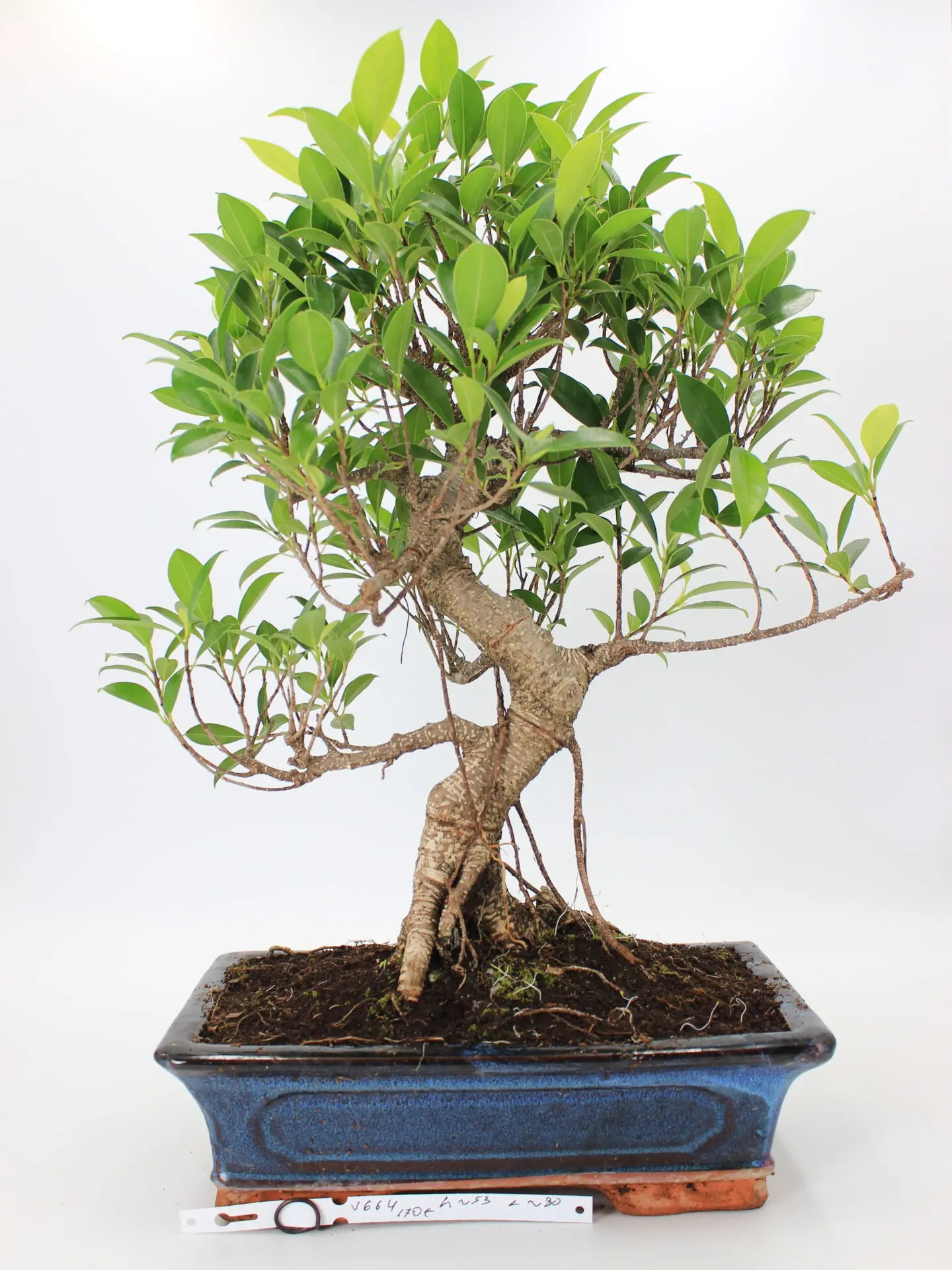 Ficus retusa