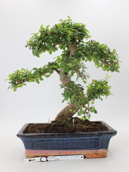 zelkova bonsai