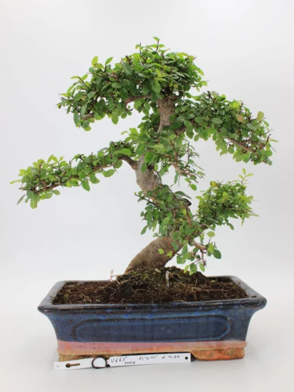 zelkova bonsai