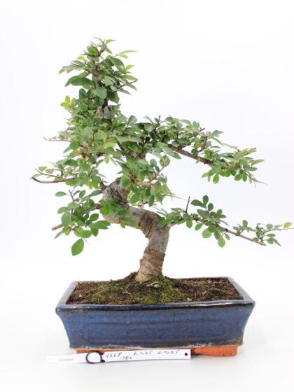 zelkova bonsai