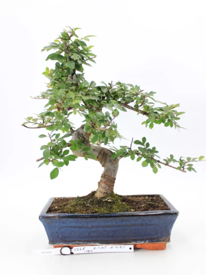 zelkova bonsai