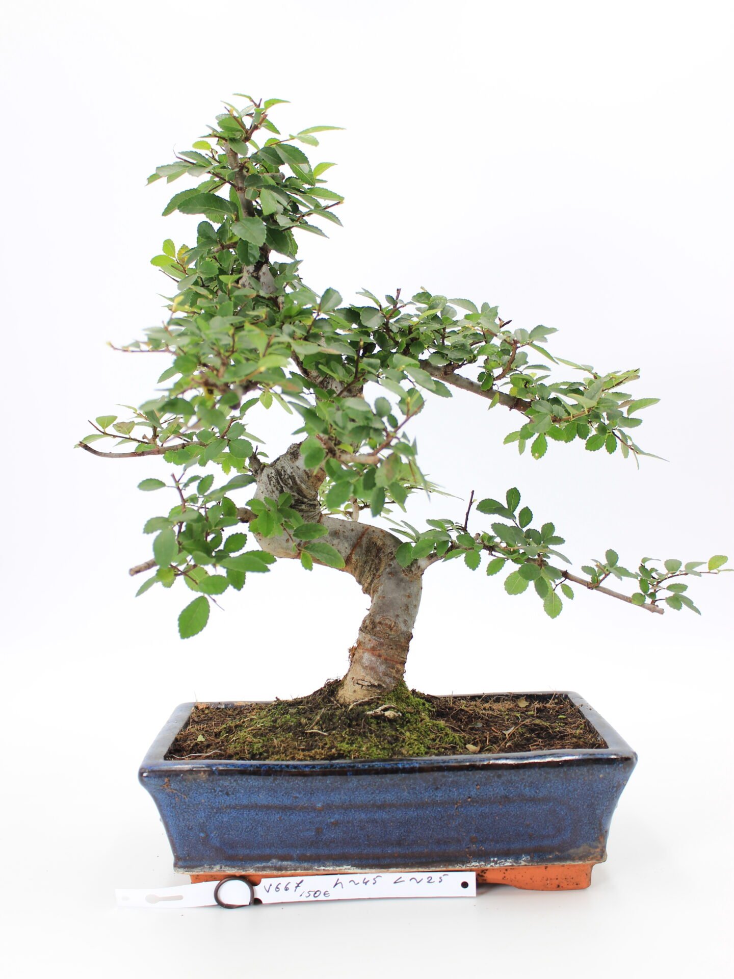 zelkova bonsai