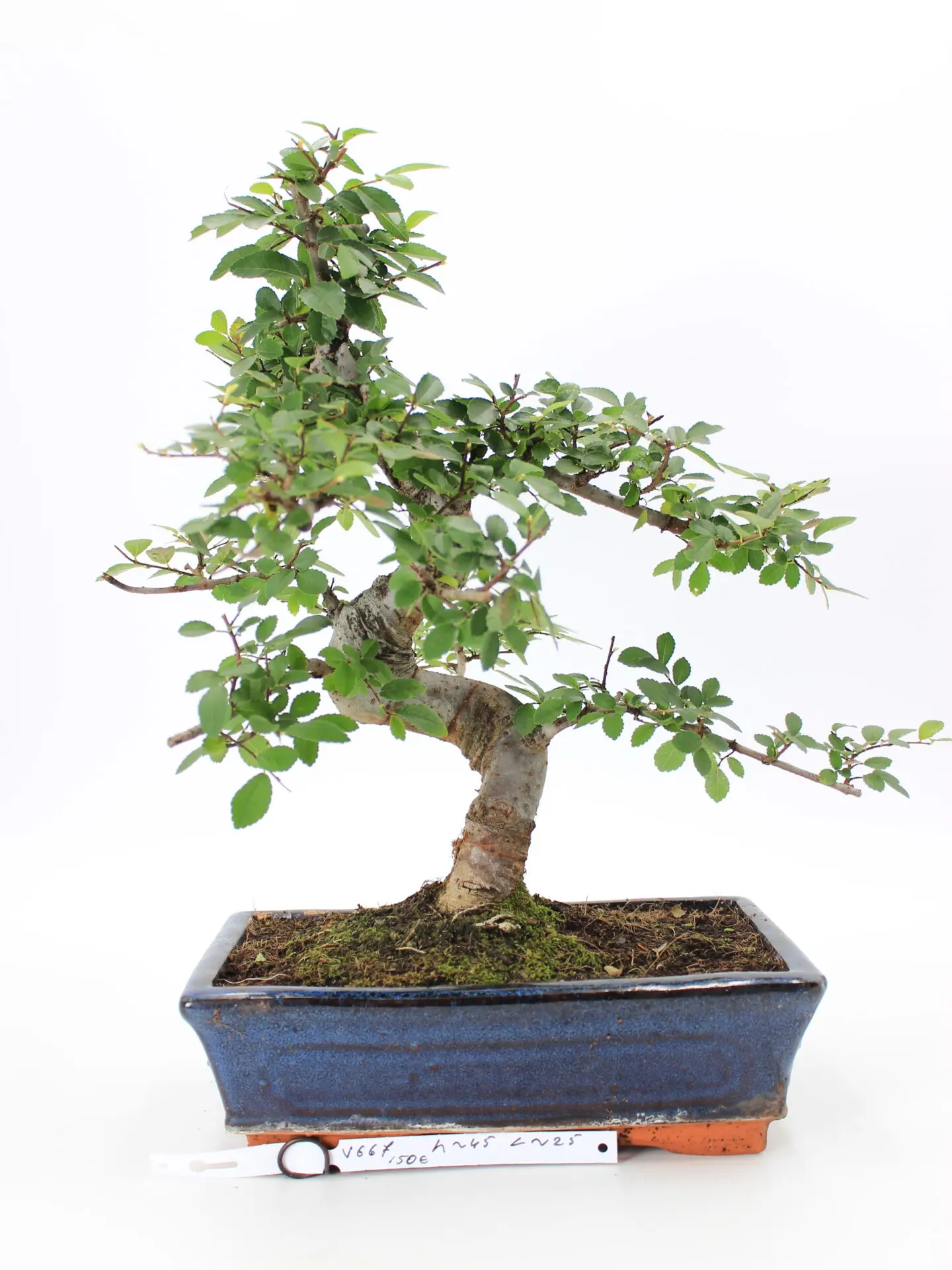 zelkova bonsai