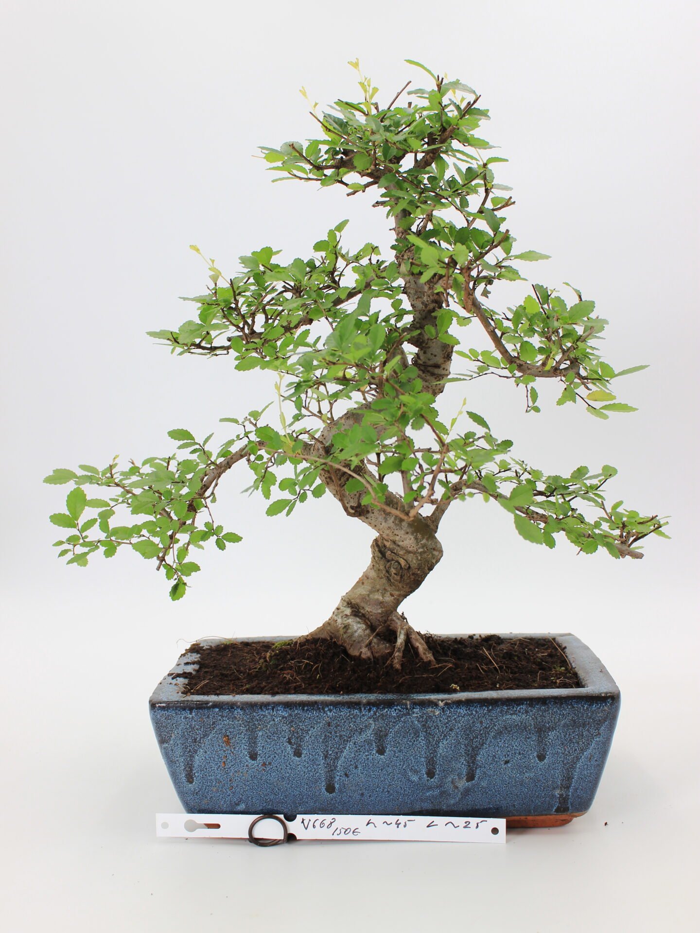 zelkova bonsai