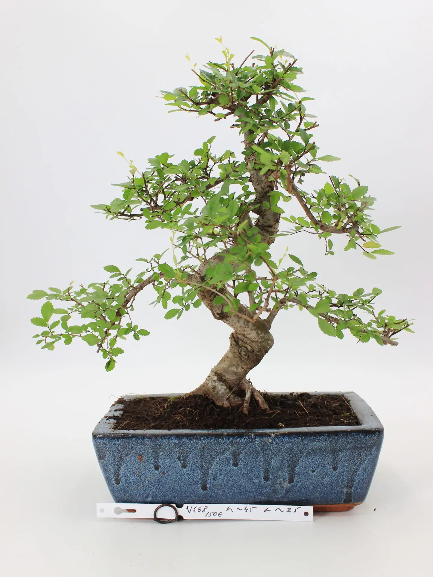 zelkova bonsai