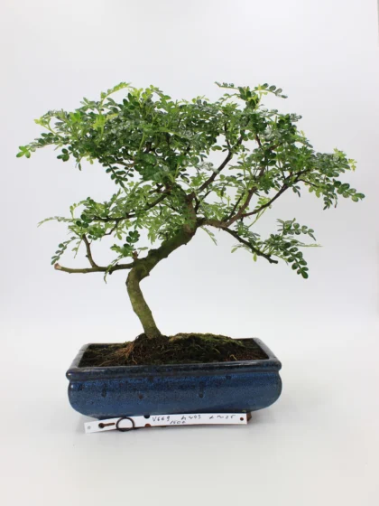Pipirmedis bonsai