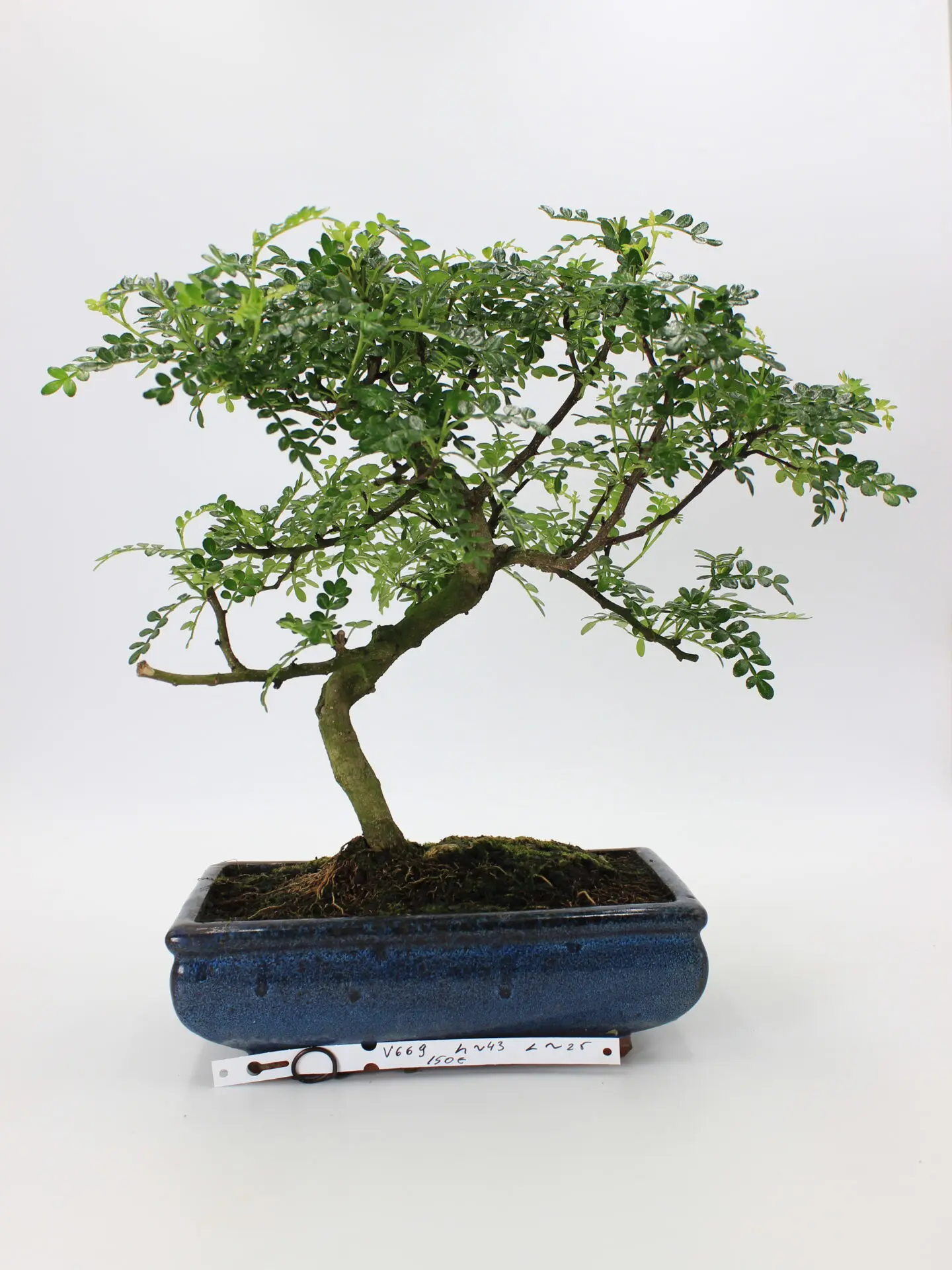 Pipirmedis bonsai