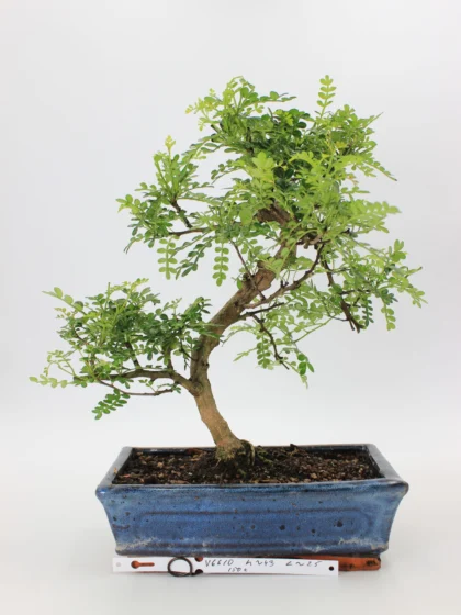 Pipirmedis bonsai