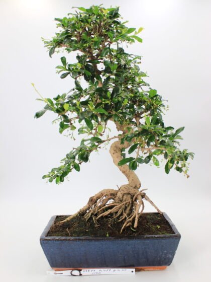 Carmona bonsai