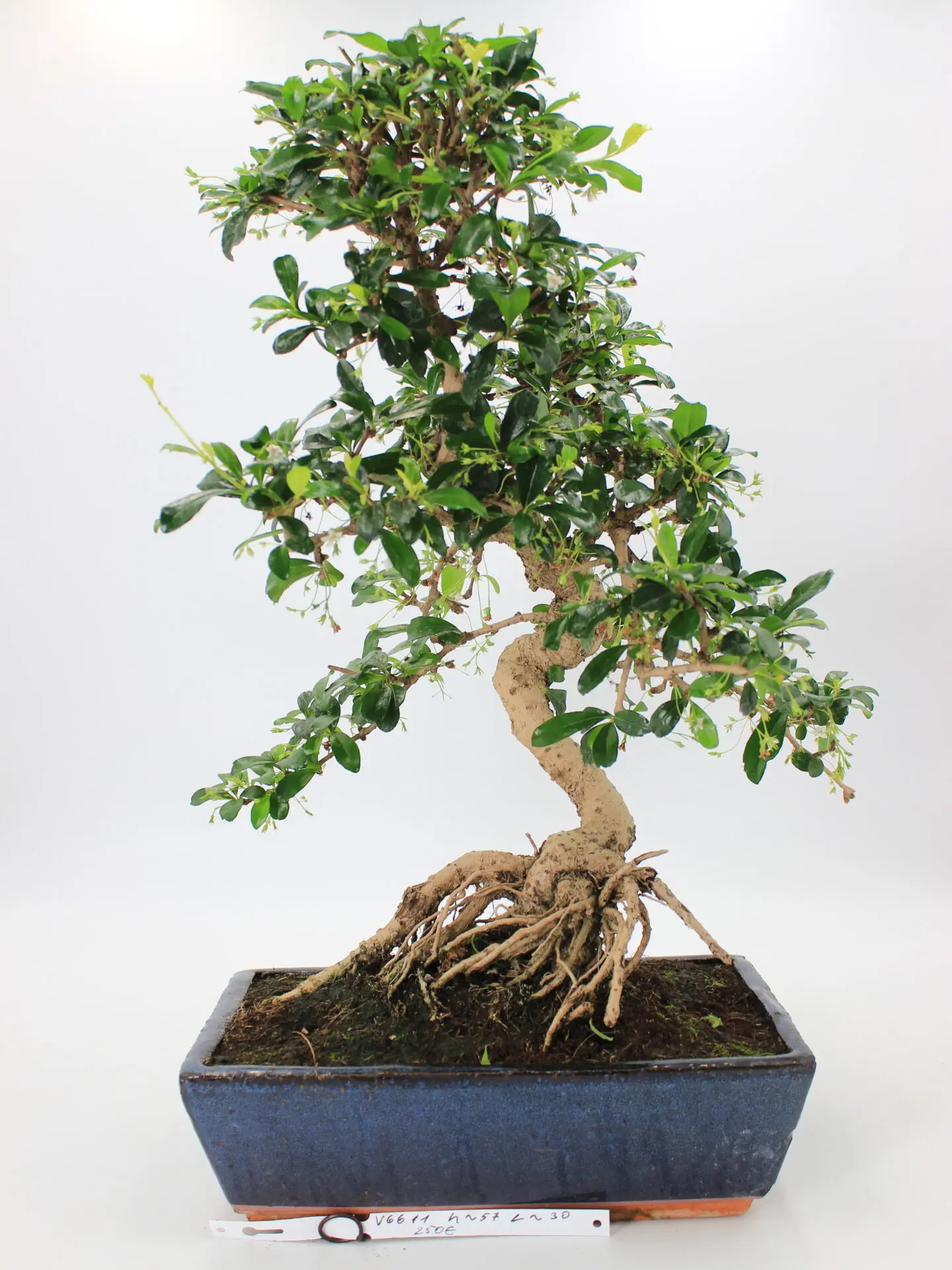 Carmona bonsai