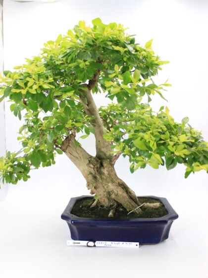 Durantha bonsai