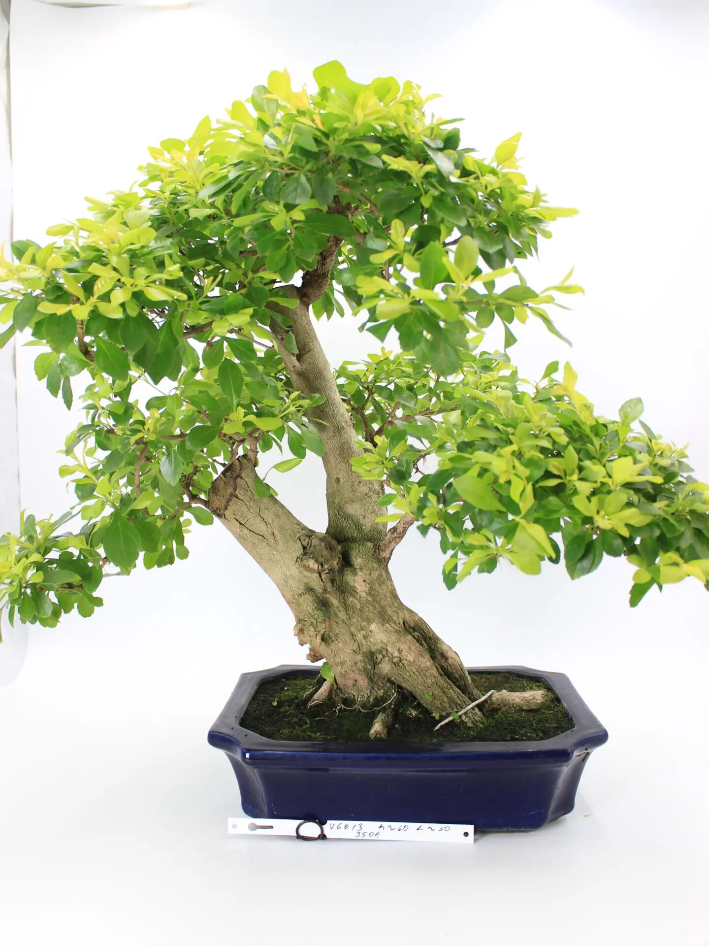 Durantha bonsai