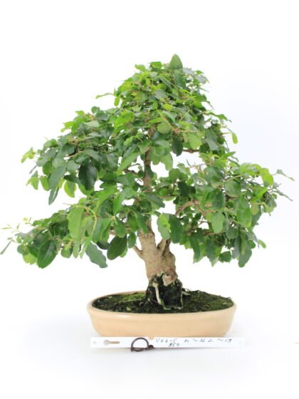 Ligustrum bonsai