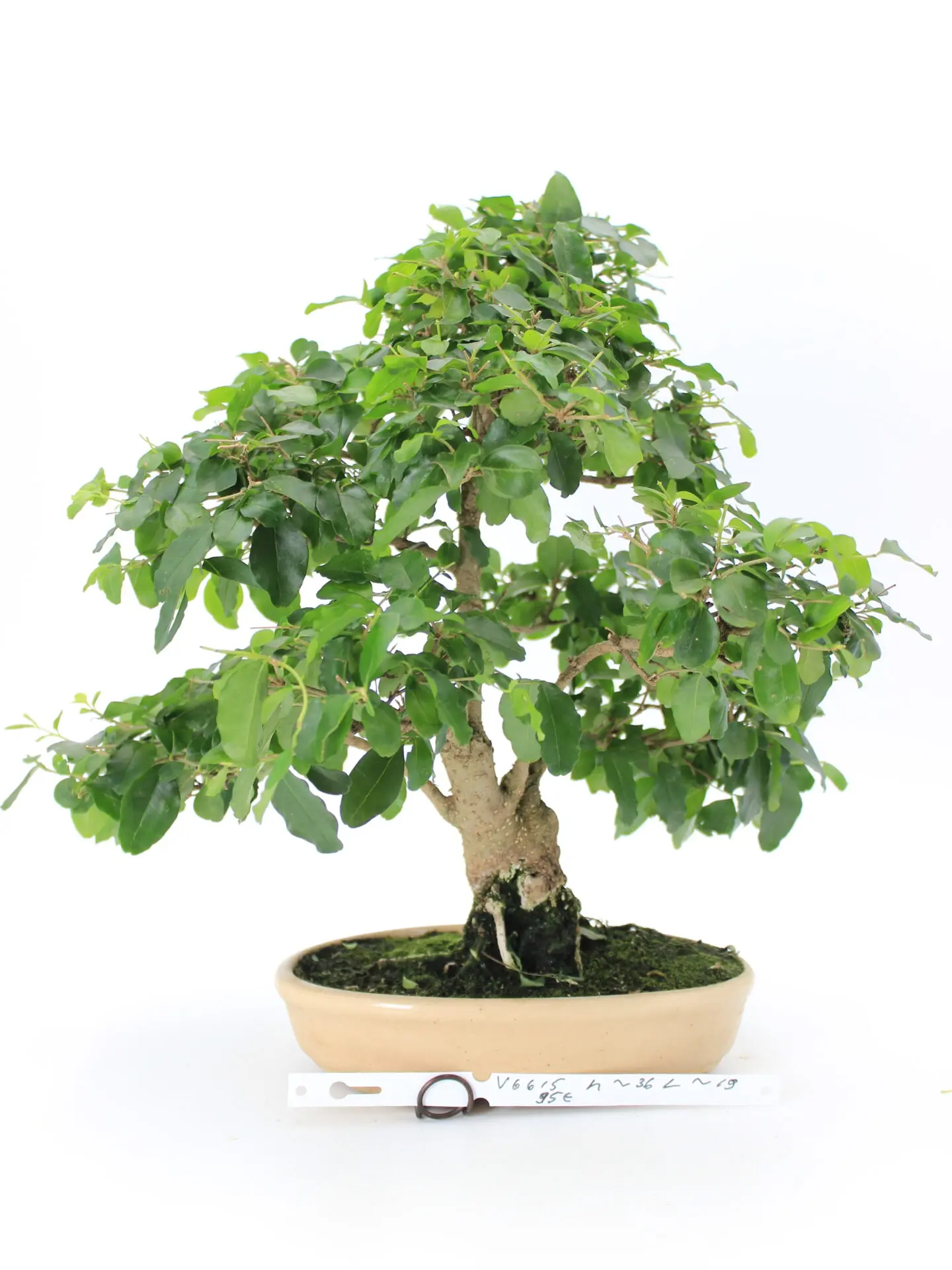 Ligustrum bonsai