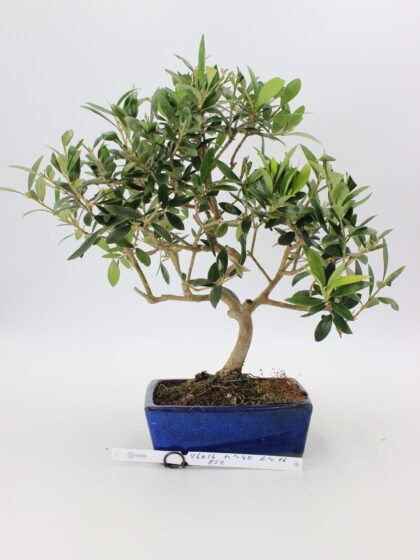Alyvmedis Europinis bonsai