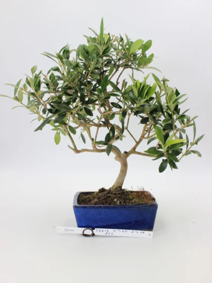 Alyvmedis Europinis bonsai