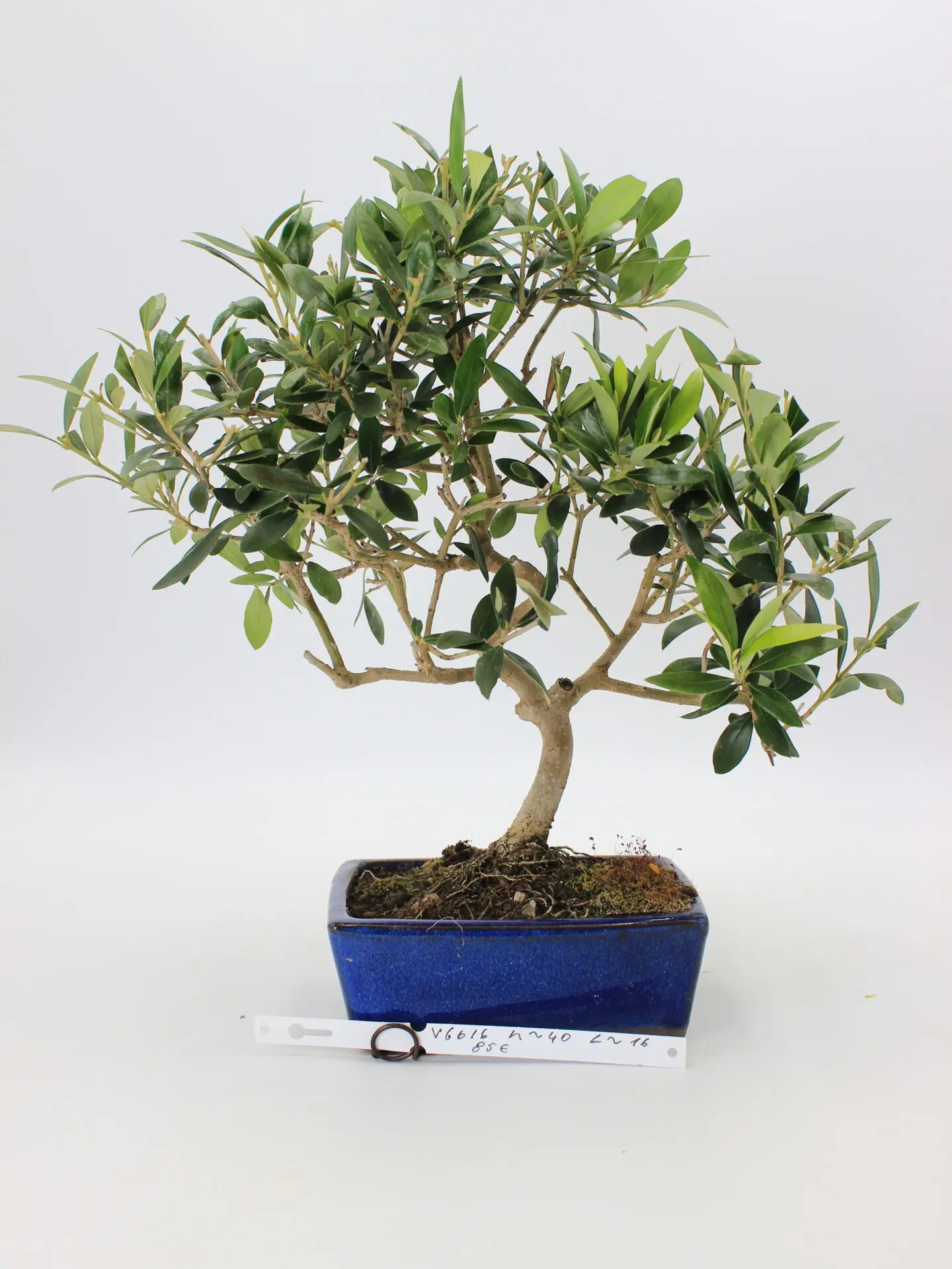 Alyvmedis Europinis bonsai