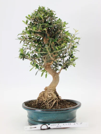Olea sylvestris