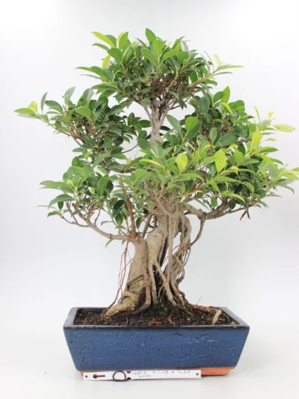 Ficus retusa bonsai