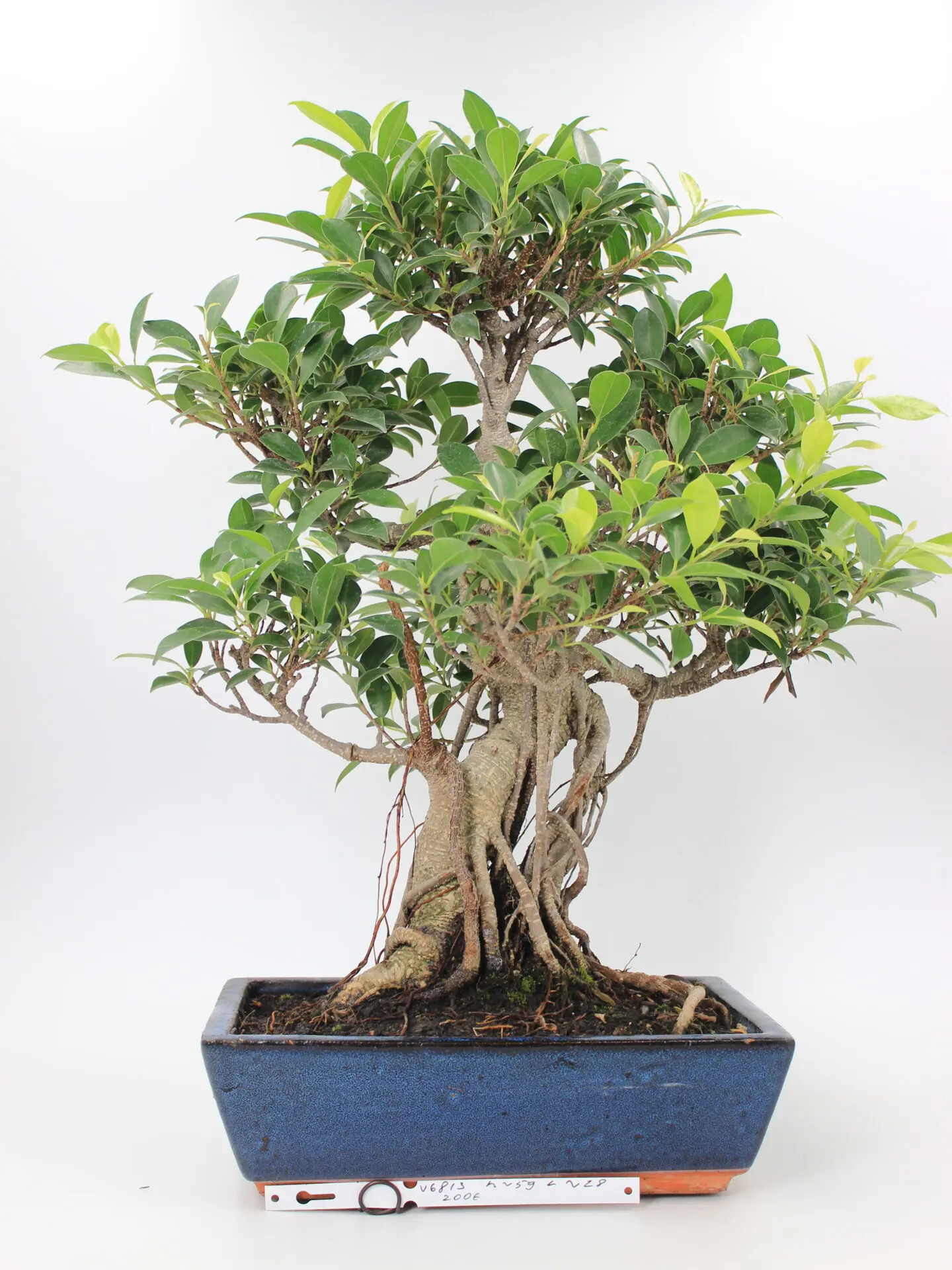 Ficus retusa bonsai