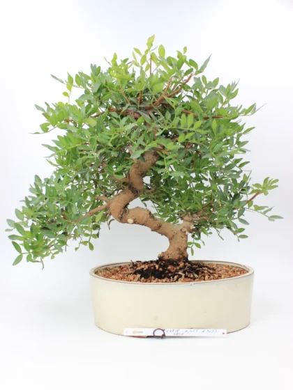 Pistacia bonsai