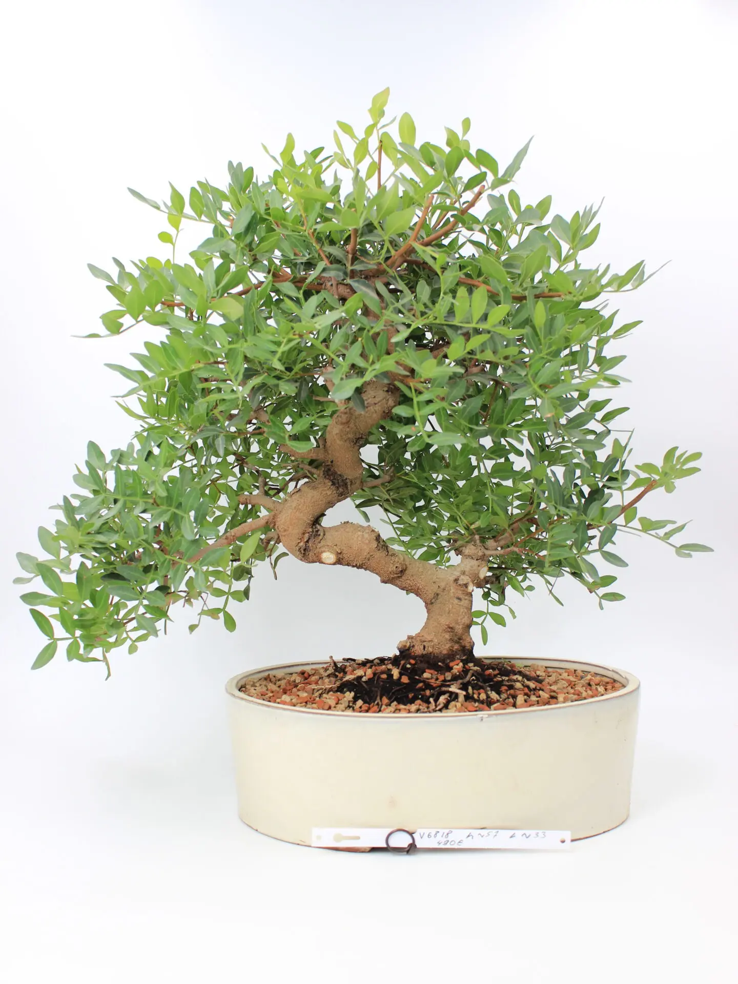 Pistacia bonsai