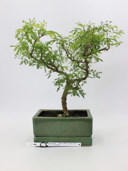 Arabica – Nile Acacia