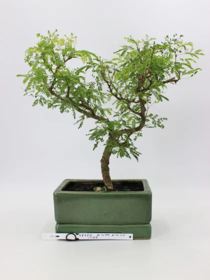Arabica – Nile Acacia