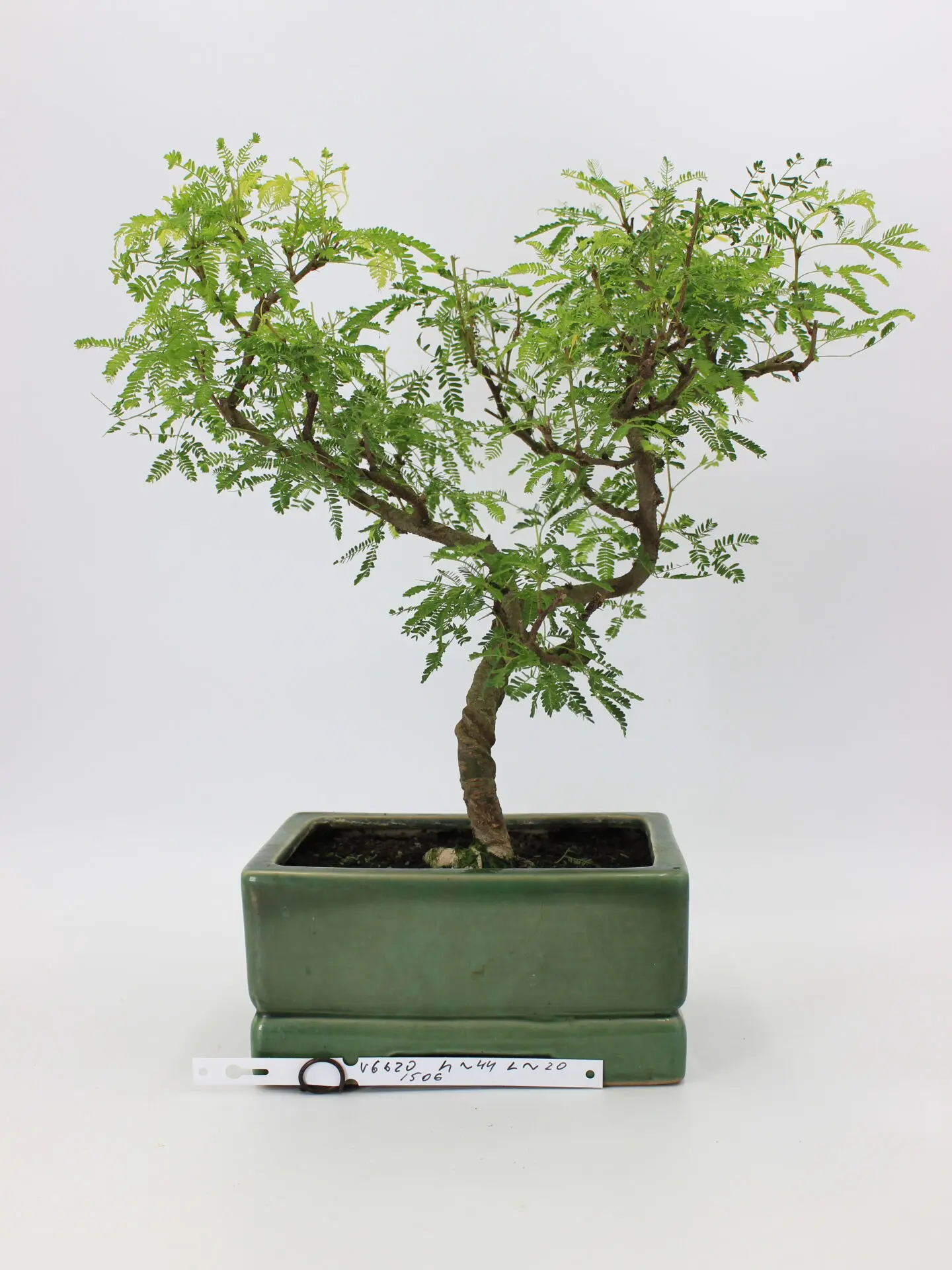 Arabica – Nile Acacia
