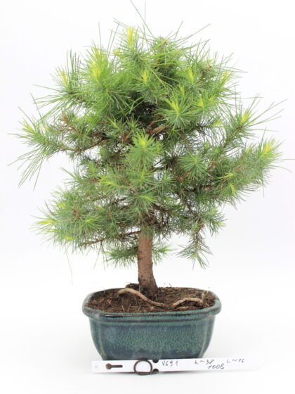bonsai alepo pušis