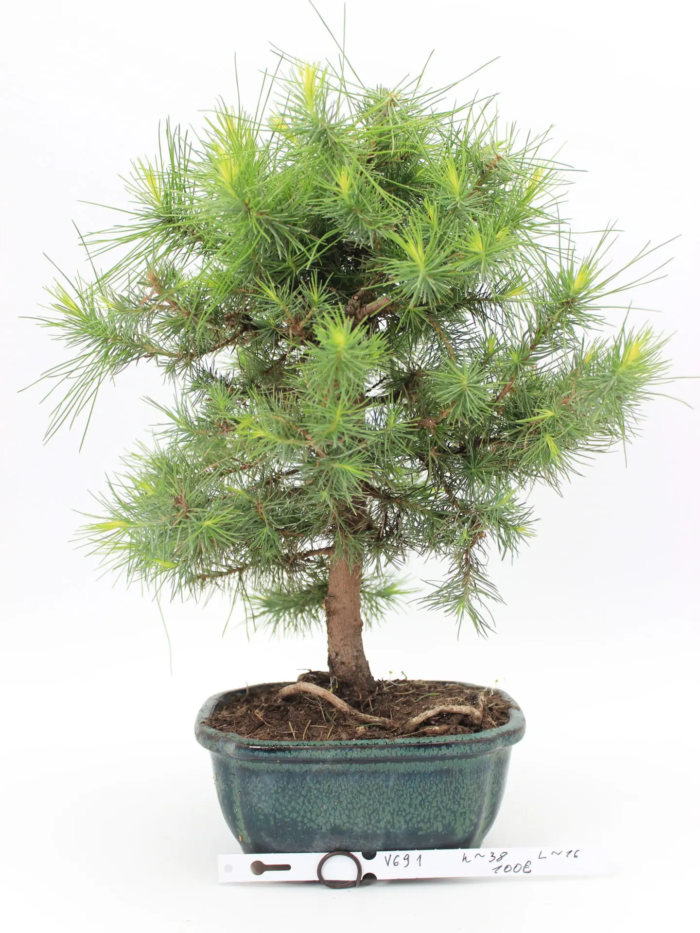 bonsai alepo pušis