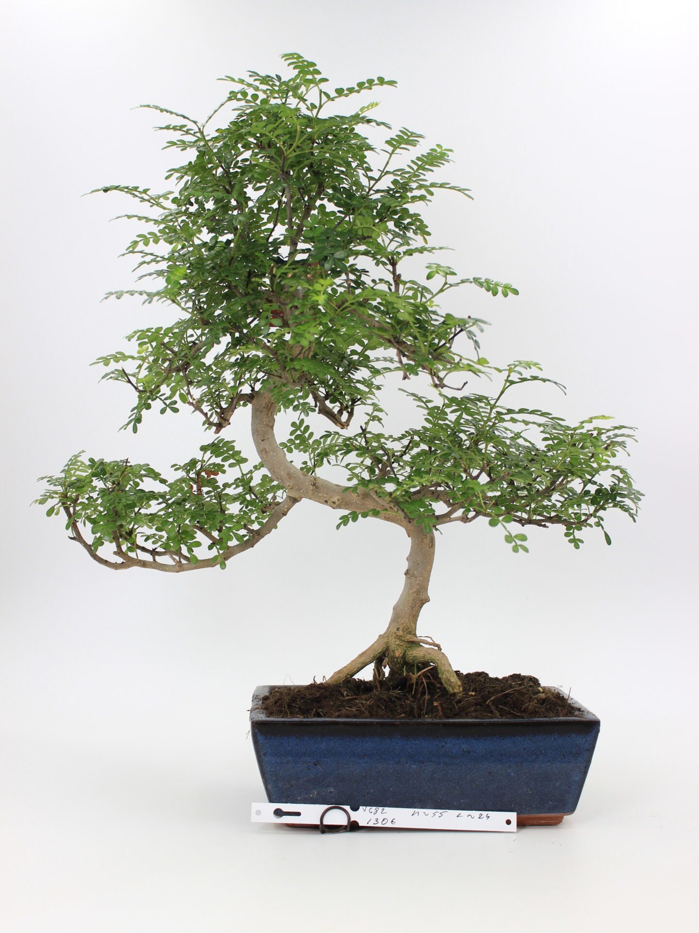 Pipirmedis bonsai