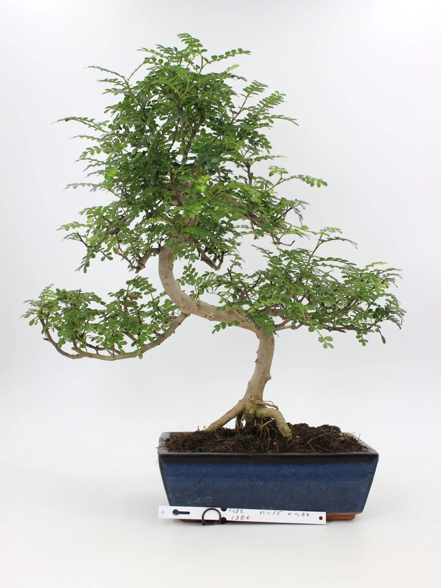 Pipirmedis bonsai