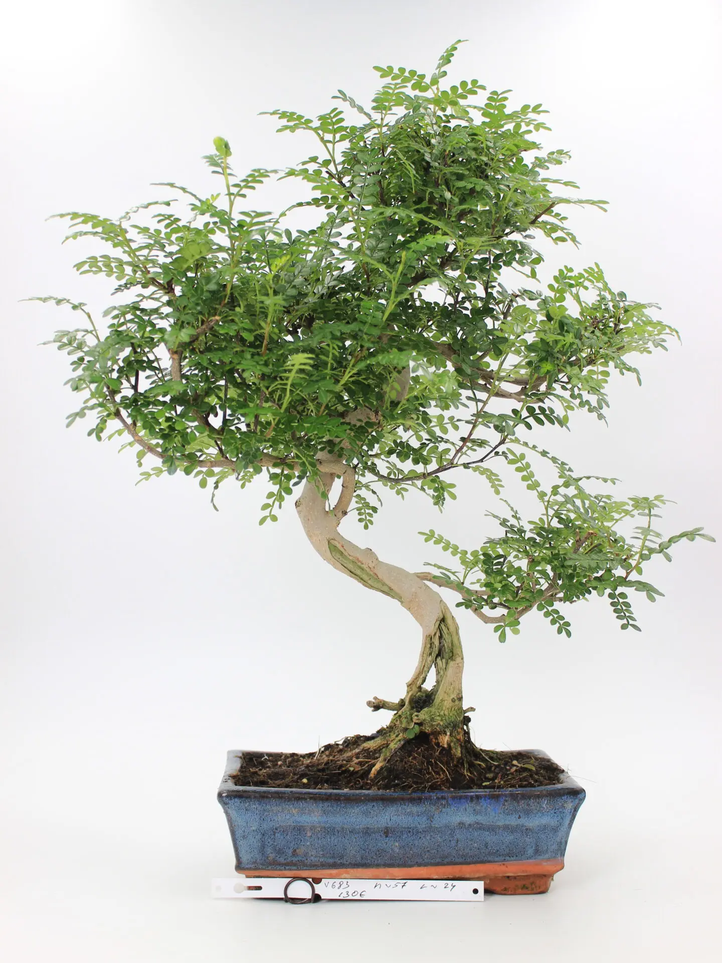 Pipirmedis bonsai