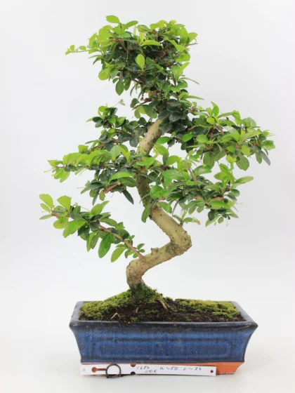 Carmona bonsai