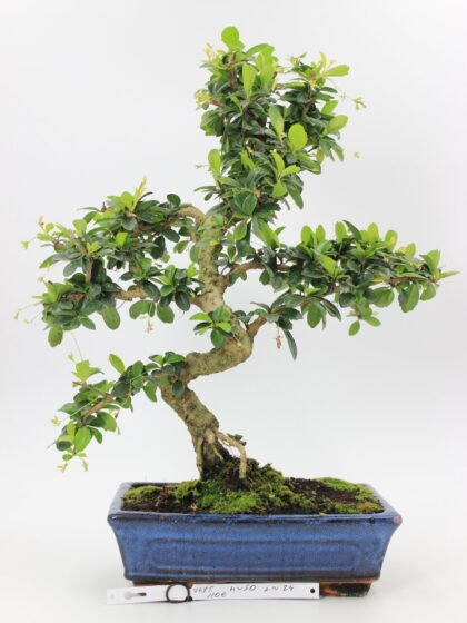 Carmona bonsai